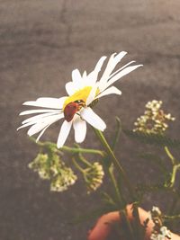 Close-up of white flowers blooming on plant