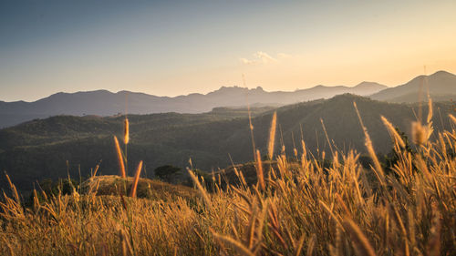 Scenic view of field against sky during sunset