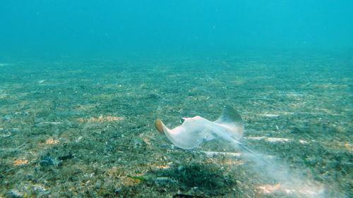 View of fish swimming in sea