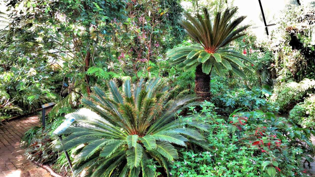 CLOSE-UP OF PALM TREE WITH PLANTS