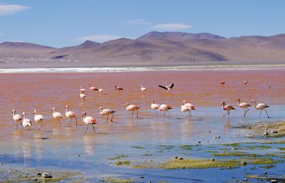 Bolivia - laguna colorada james's flamingo 