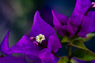 Close-up of pink flower