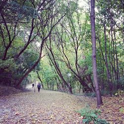 Trees in forest