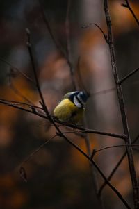 Close-up of bird perching outdoors