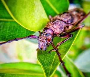 Close-up of insect on leaf