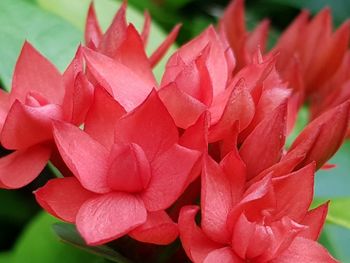 Close-up of pink rose plant