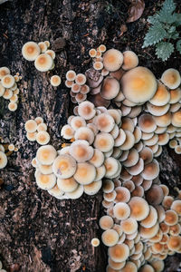 High angle view of mushrooms