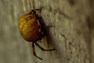 Detail shot of insect