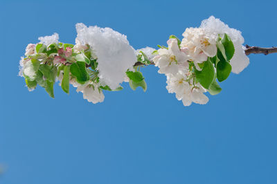 Close-up of flowers against clear blue sky