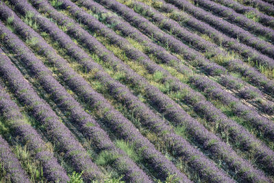 Full frame shot of agricultural field