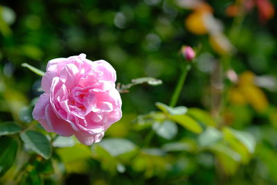 Close-up of pink rose