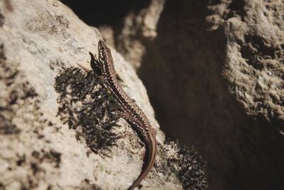 Close-up of lizard on rock