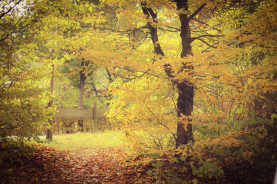 Trees in park during autumn