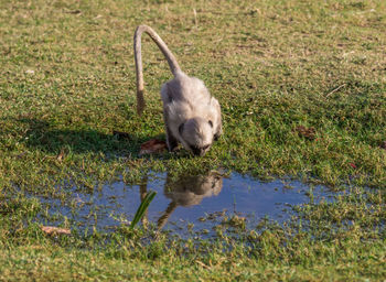 View of dog on grass