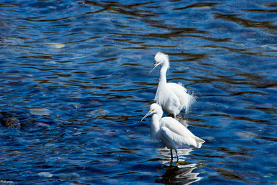 View of bird in lake