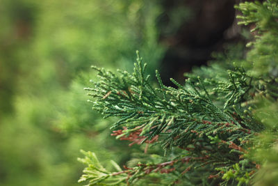 Close-up of pine tree