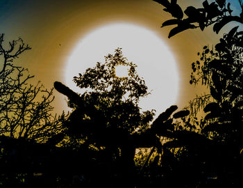 Low angle view of silhouette tree against sky during sunset