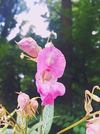 Close-up of pink flowers