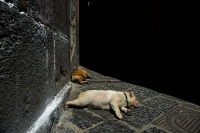 English bulldogs sleeping on footpath by wall