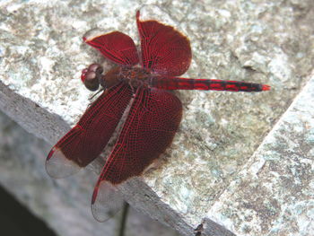 Close-up of red object