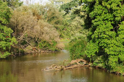 Scenic view of lake in forest