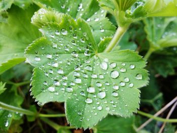 Close-up of wet plant leaves