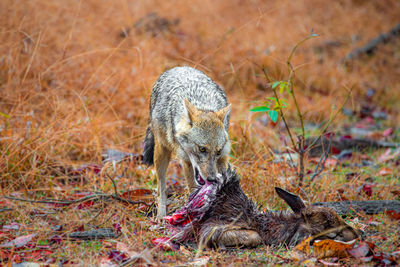 Killing for living, the golden jackal 
