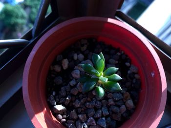 Close-up of potted plant