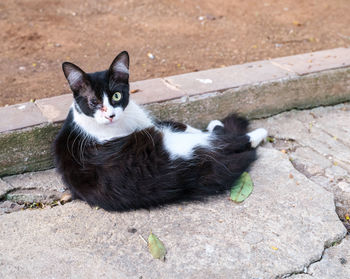 Portrait of black cat sitting outdoors