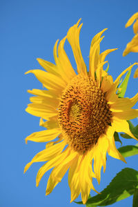 Close-up of sunflower against blue sky