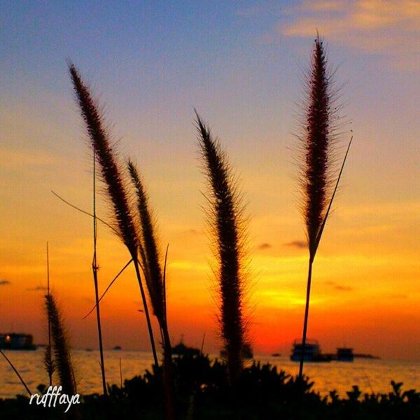 sunset, orange color, scenics, silhouette, sky, tranquil scene, tranquility, beauty in nature, water, nature, sea, tree, idyllic, palm tree, dusk, growth, outdoors, romantic sky, no people, cloud - sky