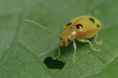 Close-up of insect on leaf