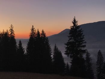 Silhouette pine trees against sky during sunset