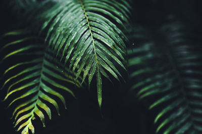 Close-up of tree leaves outdoors