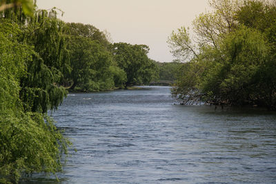 View of river surrounded by trees