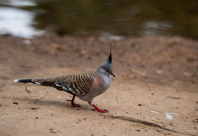 Close-up of bird