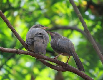 Low angle view of birds perching on tree