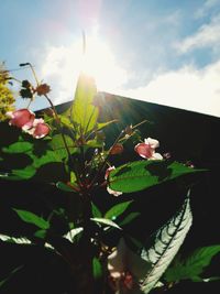 Close-up of flowering plant against sky