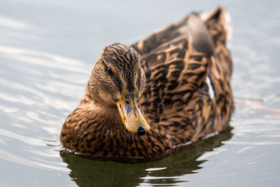 Close-up of a duck in lake