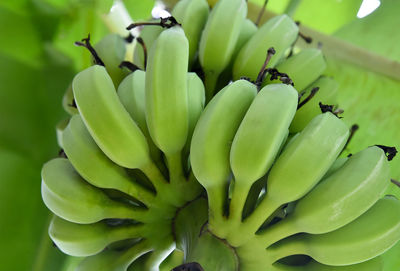 Close-up of fresh green plant