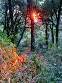 Sun shining through trees in forest