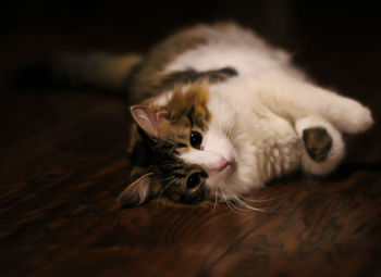 Close-up of cat resting on floor