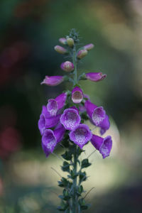 Close-up of purple flowering plant