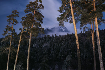 Low angle view of icicles on tree against sky