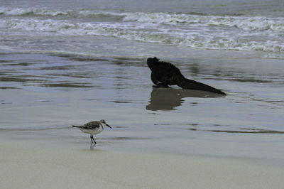 Black bird on beach