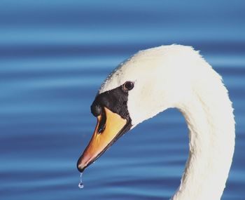 Close-up of swan in lake