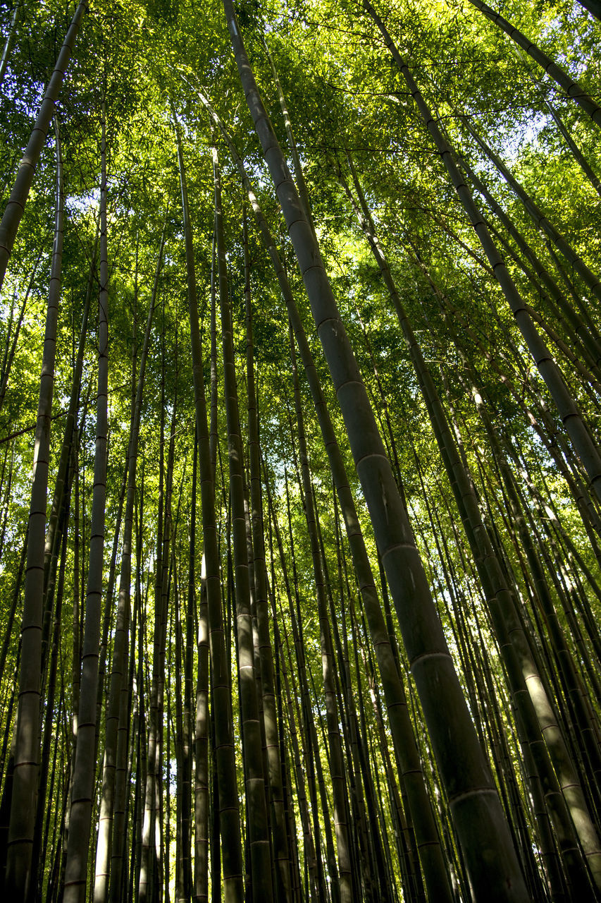 LOW ANGLE VIEW OF BAMBOO TREE