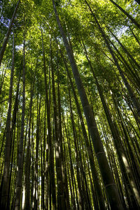 Low angle view of bamboo trees in forest