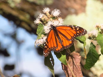 Close-up of butterfly pollinating on flower