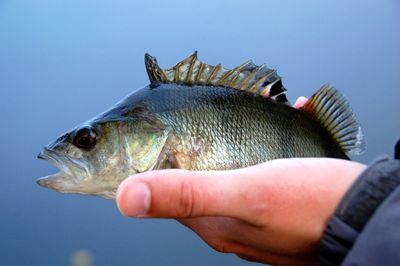 Close-up of cropped hand